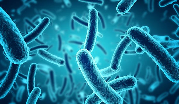 Illustration de bactéries du microbiote intestinal, souvent associées aux probiotiques et à la digestion