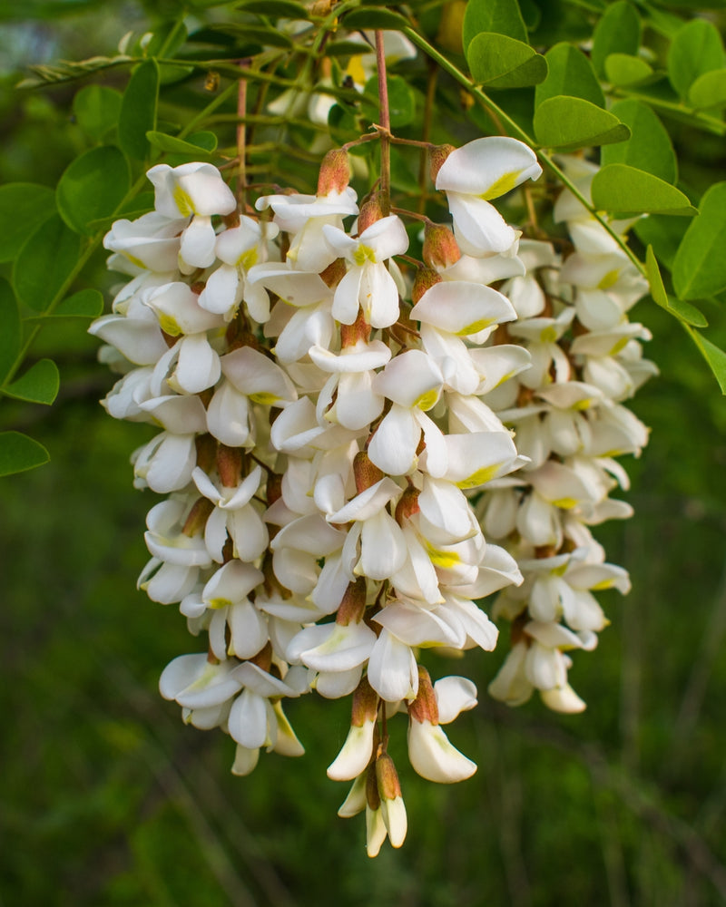 Fibre d'acacia